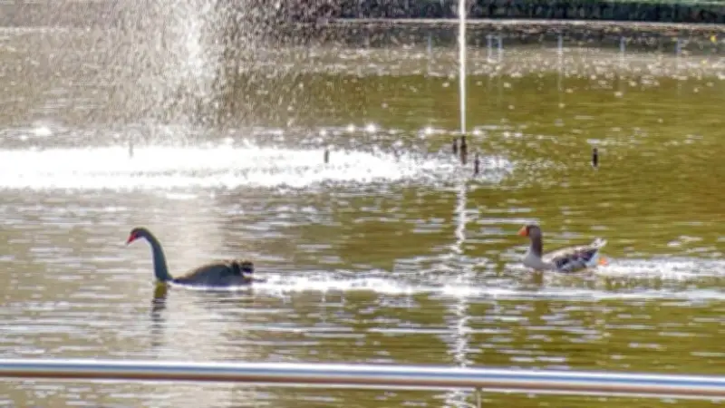 Trauer in Bad Schmiedeberg: Kult-Pärchen vom Schwanenteich verstorben