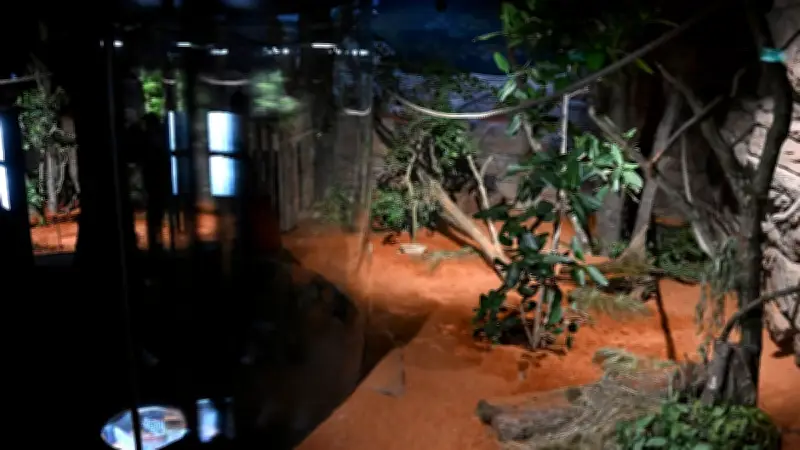 Trauer in der Wilhelma: Koala-Weibchen aufgrund von Anämie und Bakterienbefall eingeschläfert