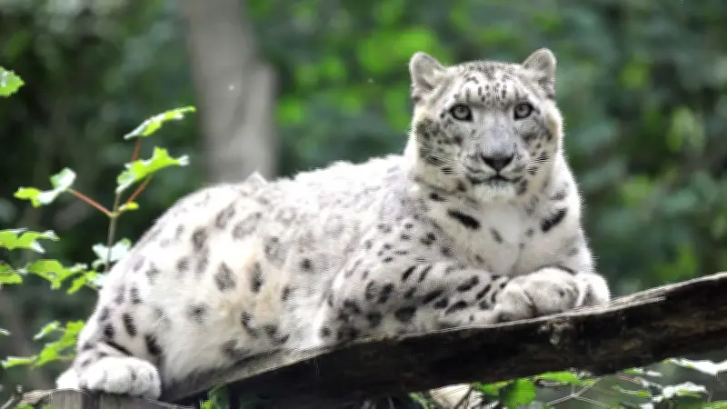 Trauriger Abschied im Rostocker Zoo: Schneeleopardin Emba musste eingeschläfert werden