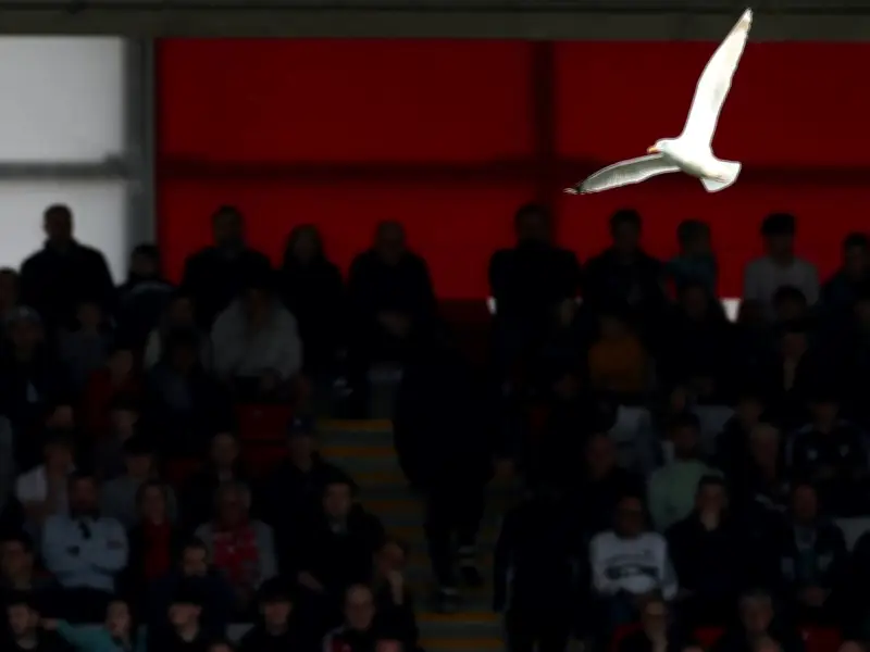 Türkischer Fußballer rettet Möwe mit Herz-Lungen-Massage während Spiel