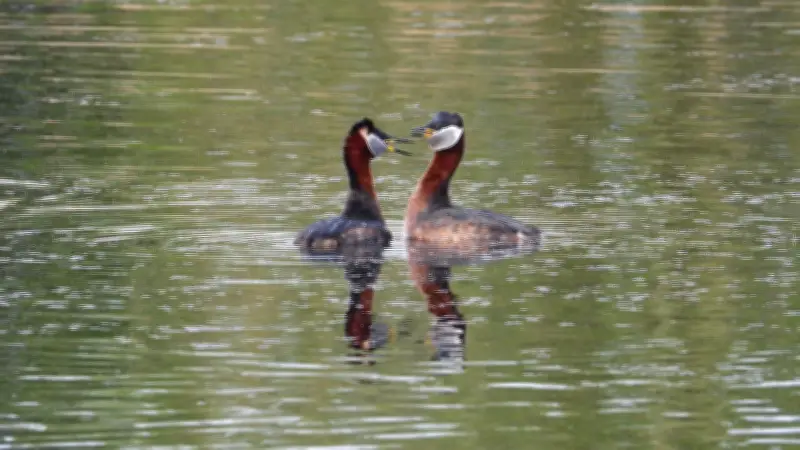 Uckermark: Dorfsee Milow wird mit Förderprogramm saniert – Gewinn für Klima und Artenvielfalt