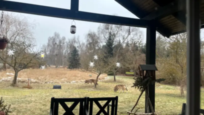 Uckermark: Wolfsangriffe nähern sich Wohngebieten - Landkreis erlaubt Abschuss