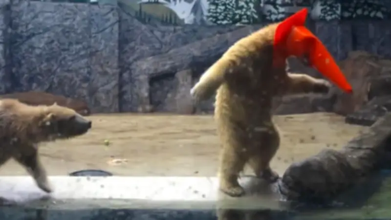 Ungarische Eisbären-Zwillinge Ootek und Jorek sorgen im Zoo für Heiterkeit