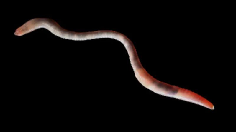 Unterirdische Helfer: Der nützliche Mitbewohner in Halle im Fokus