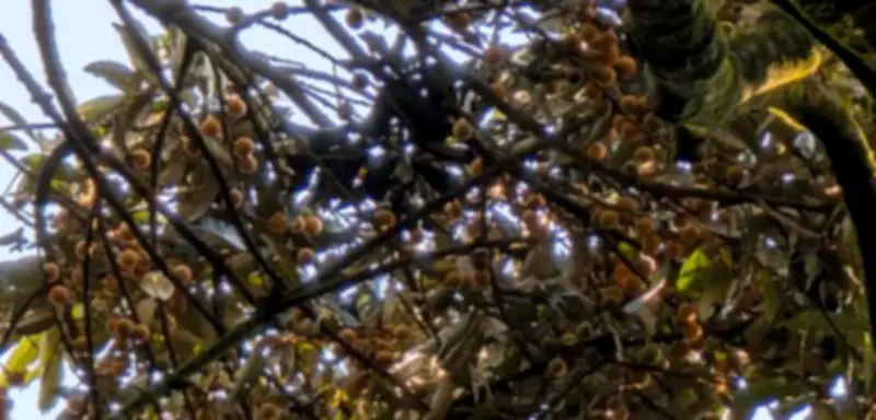 Urinproben enthüllen: Schimpansen in Uganda konsumieren täglich Alkohol