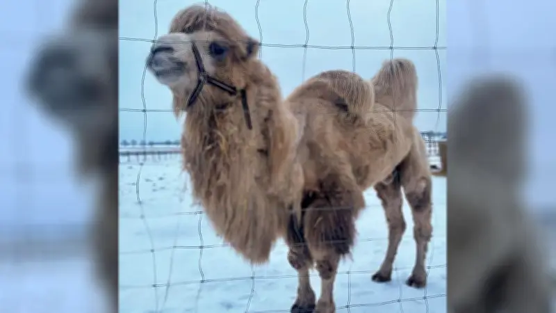 Valentinstag für Trampeltiere: Ascherslebener Dschuca und Elsa auf Liebesurlaub an der Müritz