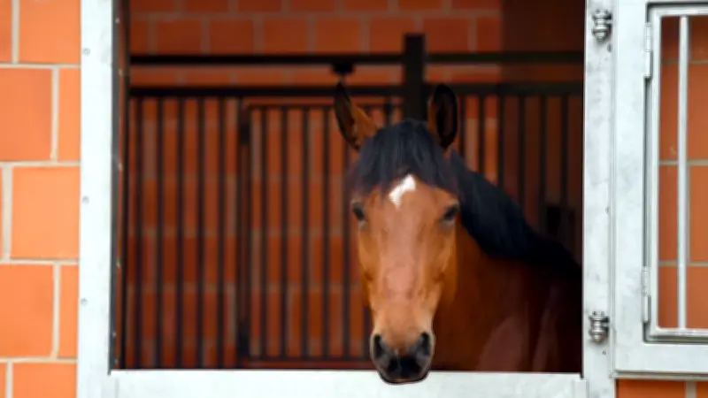 Verdacht auf Tierquälerei: Pferd mit schweren Verletzungen in hessischem Stall entdeckt