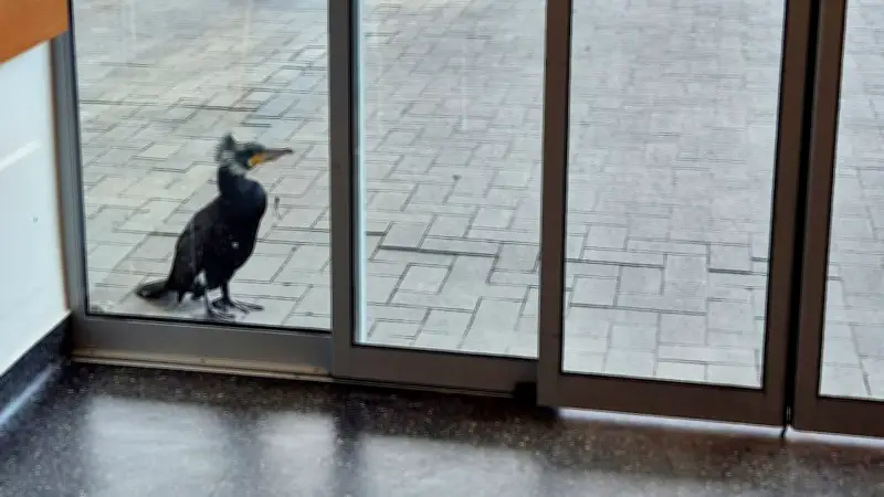 Verletzter Kormoran sucht selbst Hilfe: Vogel pickt an Notaufnahme-Tür in Bremen