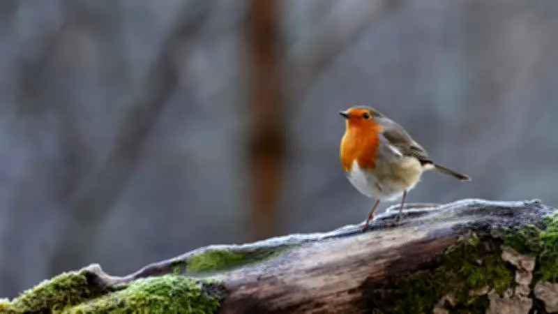 Vogelbestimmung leicht gemacht: Rotkehlchen, Gimpel und Dompfaff sicher unterscheiden