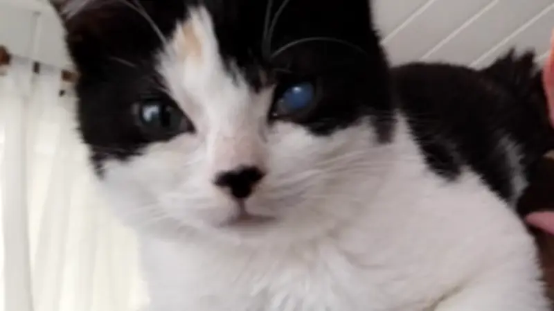 Vogelgrippe-Alarm bei Haustieren: Zwei gerettete Katzen in Neustrelitz schwer erkrankt