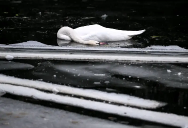 Vogelgrippe bestätigt: Tote Schwäne im Berliner Landwehrkanal starben an Virus