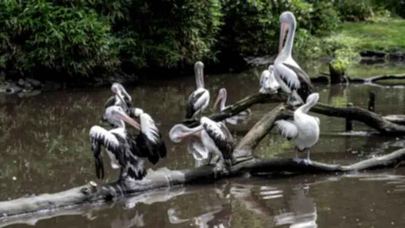 Vogelgrippe im Weltvogelpark Walsrode: Mehr als 50 Tiere müssen getötet werden
