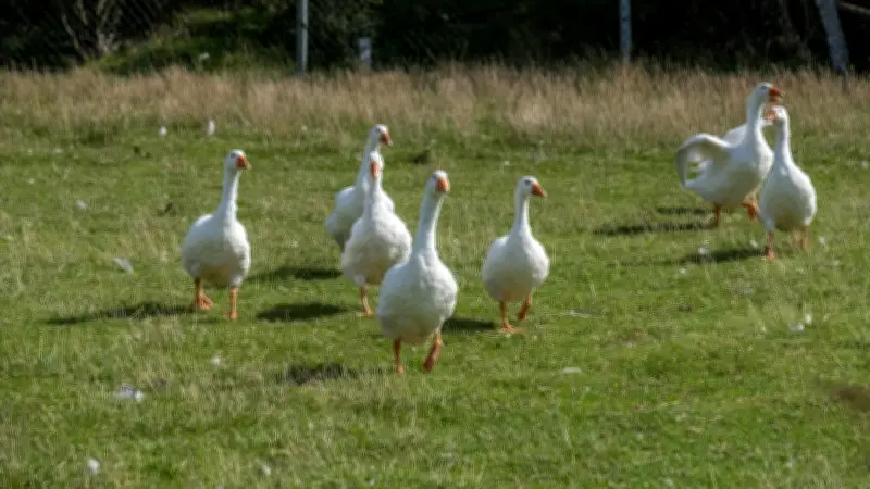 Vogelgrippe in Brandenburg: 20.000 Peking-Enten müssen nach erneutem Ausbruch getötet werden