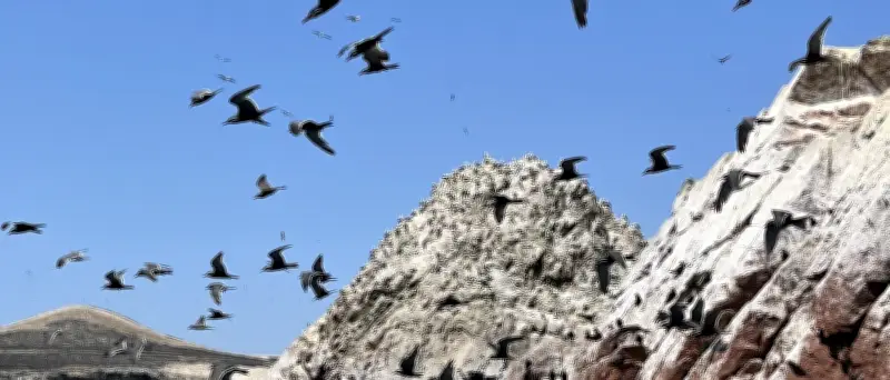 Vogelkot als Machtfaktor: Wie Guano ein präkolumbianisches Königreich reich machte