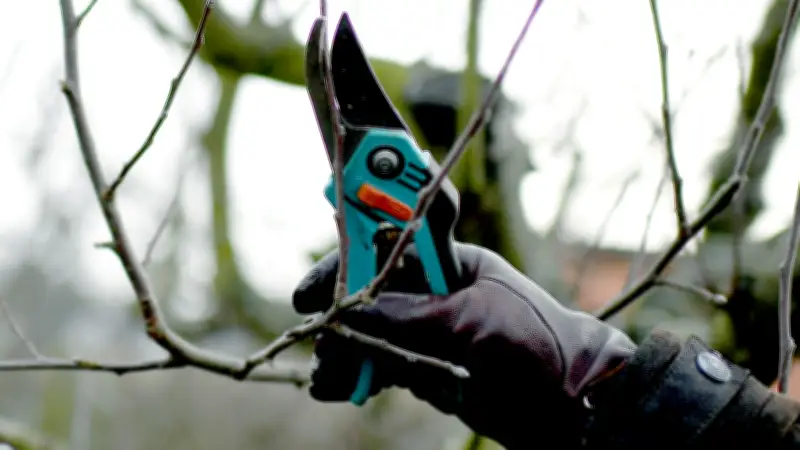 Volkshochschule bietet Obstbaumschnitt-Kurse in Pasewalk und Gehren an