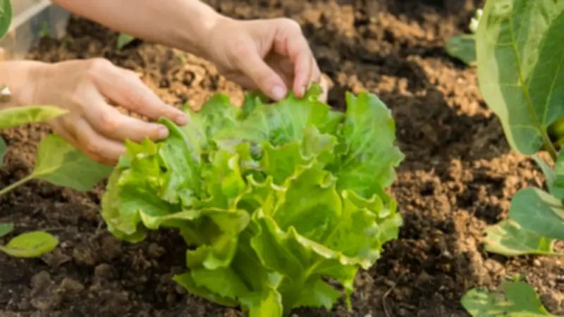 Vom Samen bis zur Ernte: Die perfekte Salat-Anzucht für Garten und Balkon