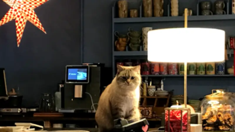 Von der Inselliebe zu Mein Saltkrokan: Güstrows neuer Begegnungsort