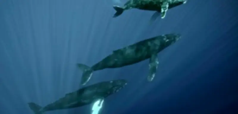 Wale: Ältere Männchen singen häufiger bei Populationserholung