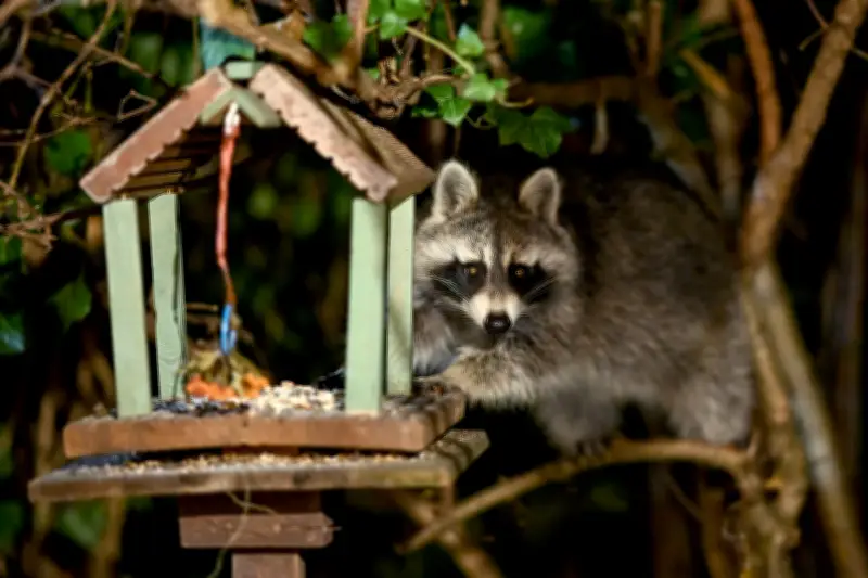 Waschbären-Plage in Berlin: Immer mehr Beschädigungen an Infrastruktur durch invasive Tiere
