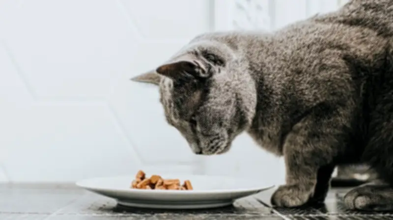 Wenn die Katze das Futter verschmäht: Ursachen und Handlungsempfehlungen