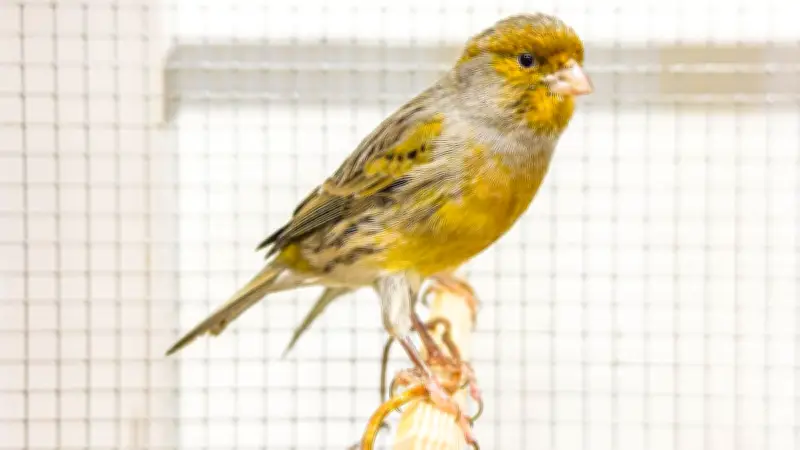 Wenn Kanarienvögel verstummen: Ursachen und Lösungen für besorgte Halter