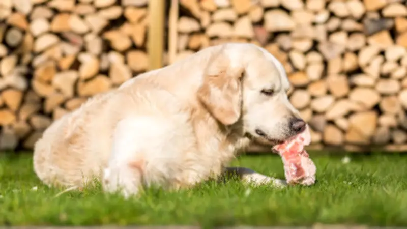 Whole Prey für Hunde: Das komplette Beutetier im Napf - Natürliche Fütterung oder zu extrem?