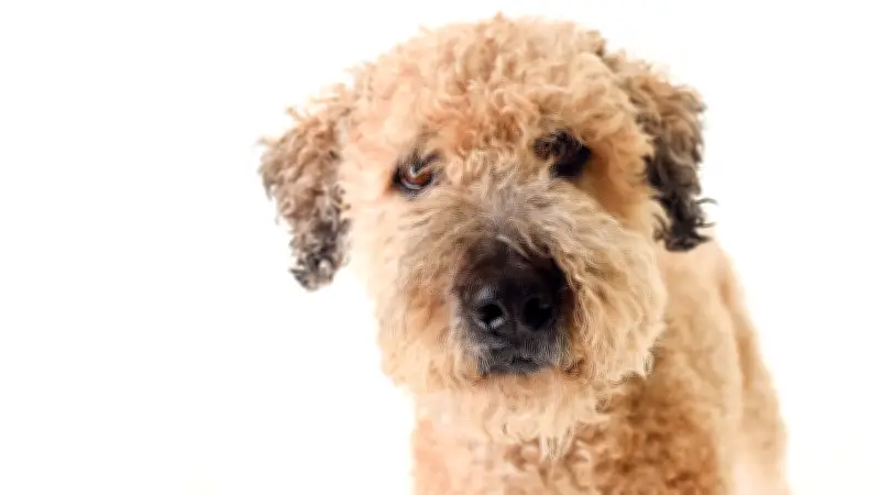 Whoodle: Niedlicher Designerhund mit Risiken – Teddyblick täuscht über Probleme hinweg