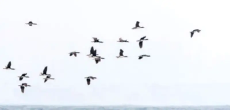 Wie das Chincha-Königreich in Peru durch Vogelkot zu Reichtum und Einfluss gelangte