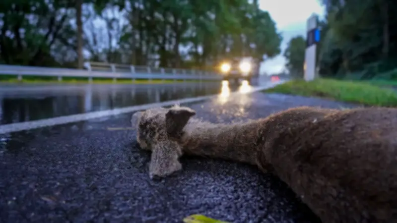 Wildunfall in Dessau: Streufahrzeug weicht Rehen aus - Auffahrunfall mit 16.000 Euro Schaden