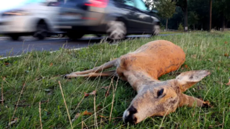 Winterbach: Hund jagt Reh auf B29 - Wildunfall endet tödlich