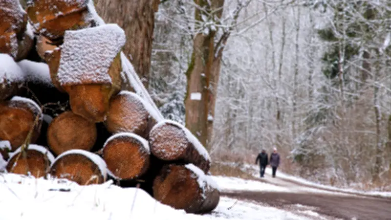 Wintereinbruch in Sachsen-Anhalt: Schneefall und Glatteis zum Rosenmontag