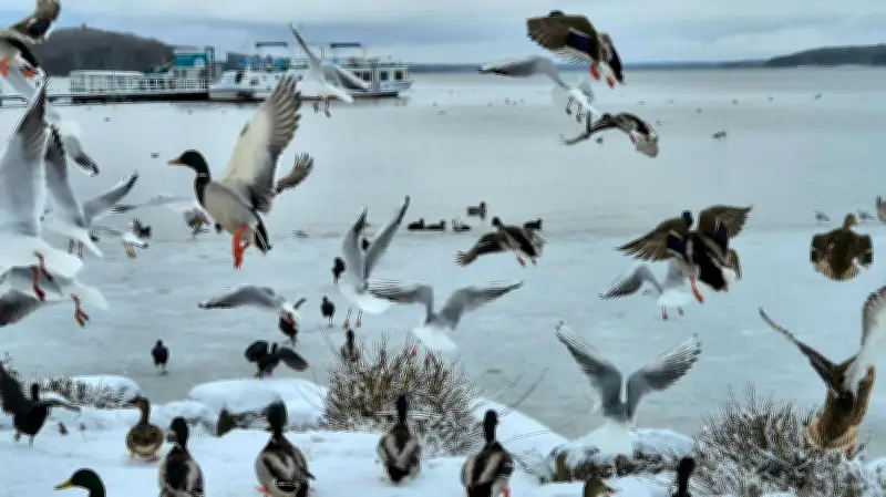 Winterliche Vogelkonkurrenz: Am Tollensesee drängen sich Wasservögel bei Eis