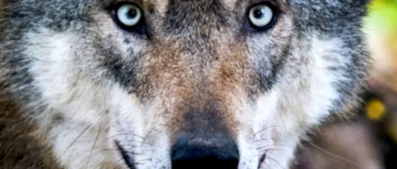 Wolf in Weskow: Vergrämung mit Knallmunition erfolgreich - Experten warnen vor Komposthaufen