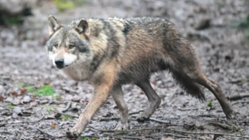 Wolf unterbricht Leverkusener Karnevalszug: 38.000 Jecken mussten kurzzeitig stoppen