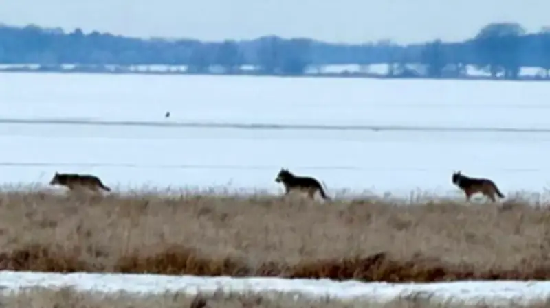 Wolfsrudel am Ostufer der Müritz gesichtet - CDU-Politiker Diener veröffentlicht Aufnahmen