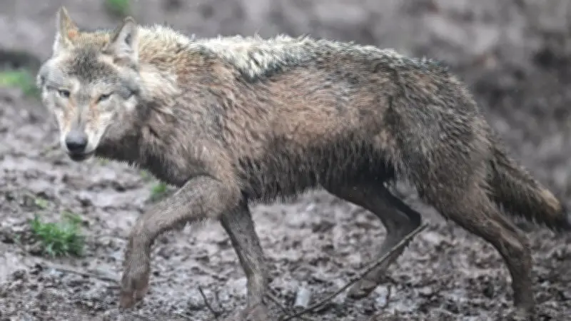 Wolfsrudel tötet 20 Schafe in Niedersachsen: Herde kilometerweit gehetzt