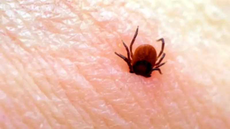 Zeckenalarm: RKI weist neue FSME-Risikogebiete aus - Impfung bleibt entscheidend