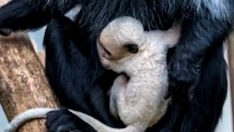 Zoo-Sensation: Seltenes weißes Äffchen erobert die Herzen im Kuschelmodus