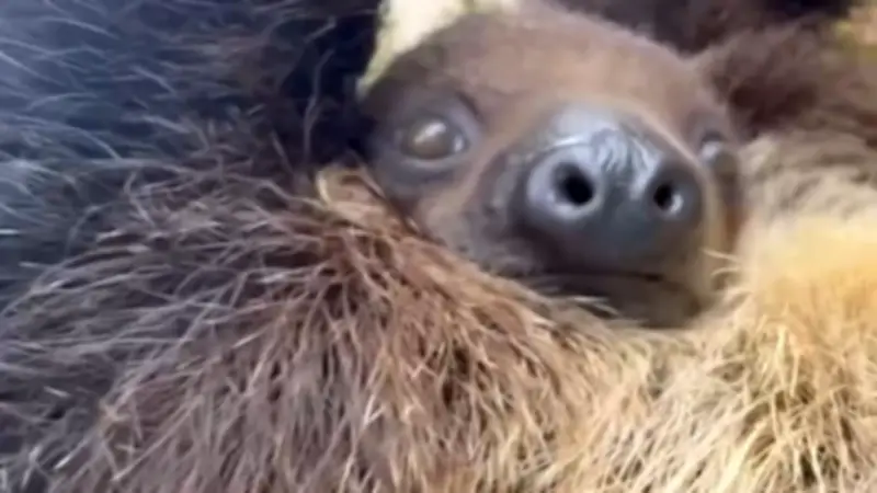 Zuckersüße Mittagspause: So niedlich fressen Faultiere im Zoo von San Diego