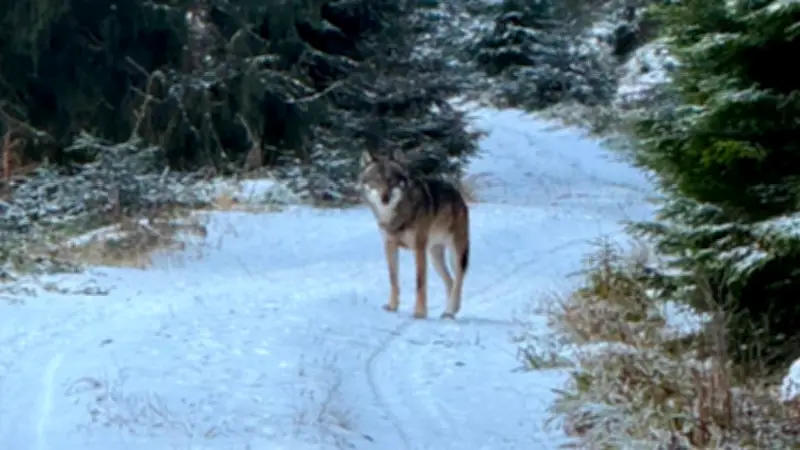 Zutraulicher Schwarzwald-Wolf weiterhin verschwunden: Jäger erfolglos, Entscheidung über Abschussverlängerung steht bevor
