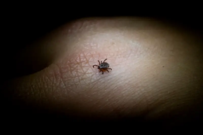 Zwei neue FSME-Risikogebiete in Deutschland: Nordsachsen und Halle betroffen