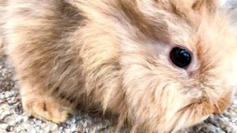 Zweiter Hase in Sandersdorf weiterhin vermisst - Stadt bittet um Mithilfe