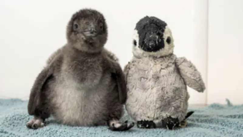 Zwergpinguin Henry in England geschlüpft: Mit Plüsch-Kumpel wartet er auf Geschwisterchen