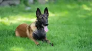Belgischer Schäferhund Malinois: Hochleistungsrasse fordert erfahrene Halter