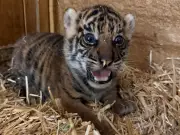 Berliner Tierpark sucht Namen für neugeborenes Sumatra-Tiger-Weibchen