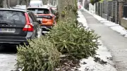 Berliner Weihnachtsbaum-Chaos: Nach Strom-Blackout nun 