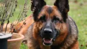Blindenhündin Mina spurlos verschwunden: Droht der kranken Schäferhündin nun selbst die Erblindung?