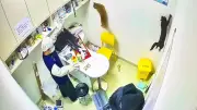 Chaos in der Tierarztpraxis: Katzen flüchten aus Transportbox und lösen Tumult aus