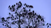 Das Geheimnis der Krähenschwärme: Warum tausende Vögel abends in Bäumen sammeln