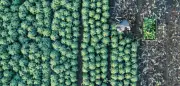 Deutsche Landwirte verzeichnen Rekordernte bei Gemüse im Jahr 2025